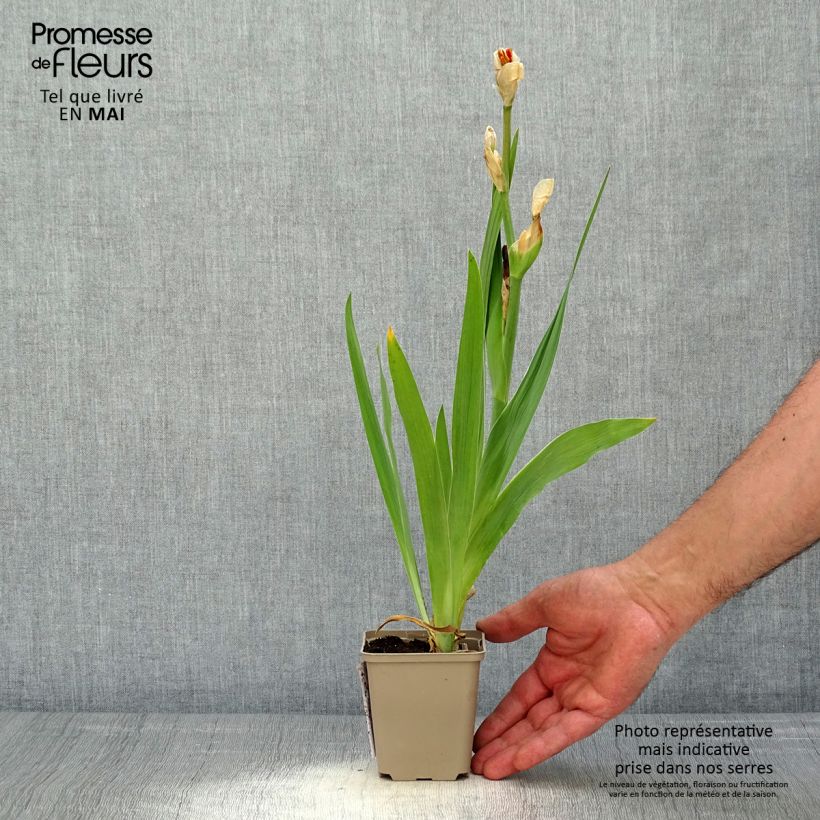 Iris germanica Sorbet Fraise - Giaggiolo paonazzo Vasetto da 8/9 cm esemplare consegnato in primavera