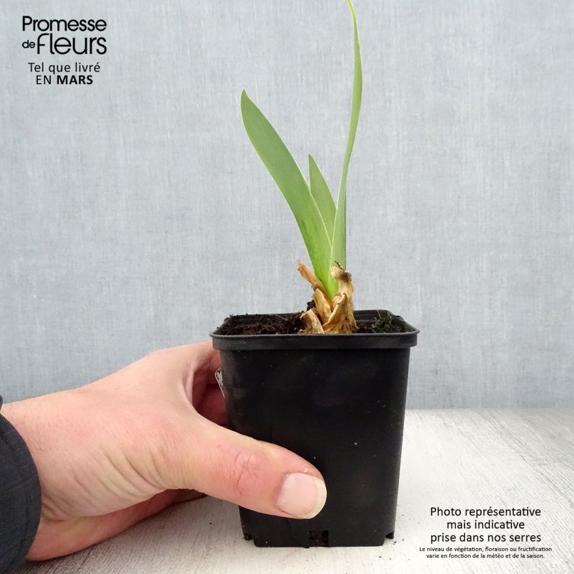 Iris germanica Sorcellerie - Giaggiolo paonazzo Vasetto da 8/9 cm esemplare consegnato in primavera