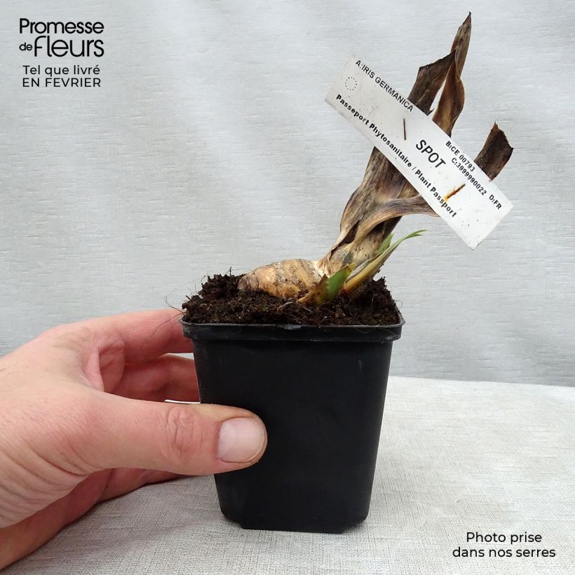 Iris germanica Spot - Giaggiolo paonazzo Vasetto da 8/9 cm esemplare consegnato in inverno