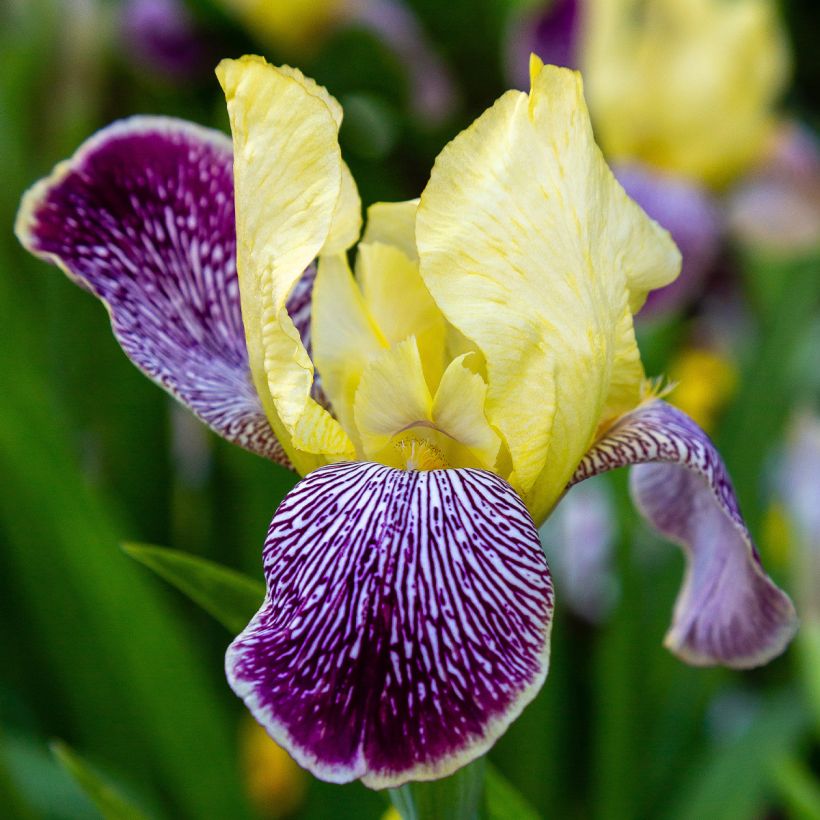 Iris germanica Stellata - Giaggiolo paonazzo (Flowering)