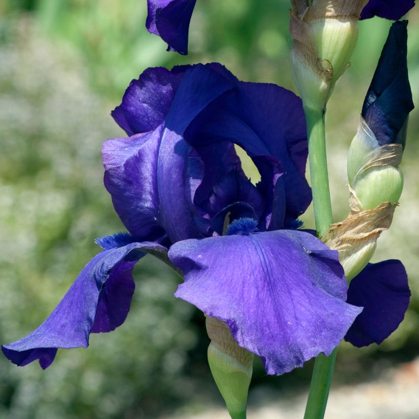 Iris germanica Storm Center - Giaggiolo paonazzo (Flowering)