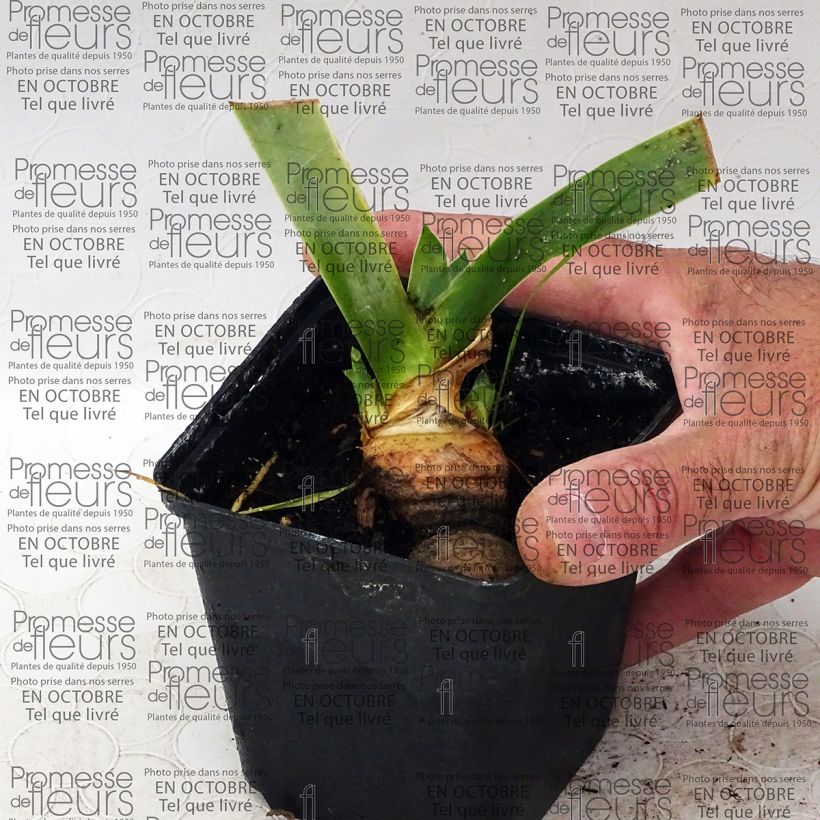 Esempio di esemplare Iris germanica Tanzanian Tangerine - Giaggiolo paonazzo Vasetto da 8/9 cm come consegnato