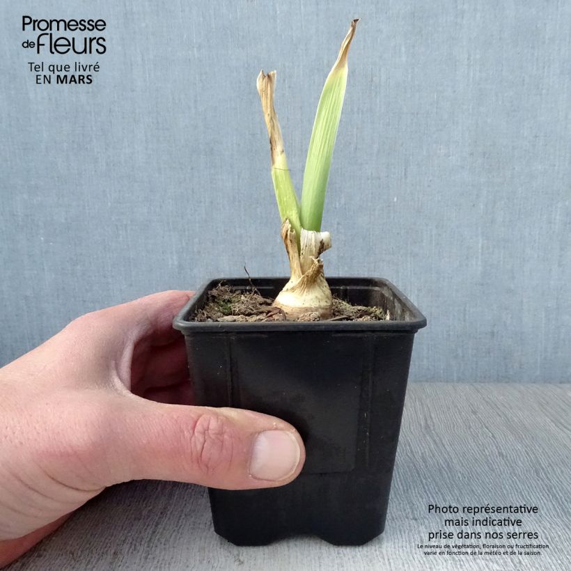 Example of Iris germanica Tiger Honey - Giaggiolo paonazzo Vasetto da 8/9 cm as you get in printemps