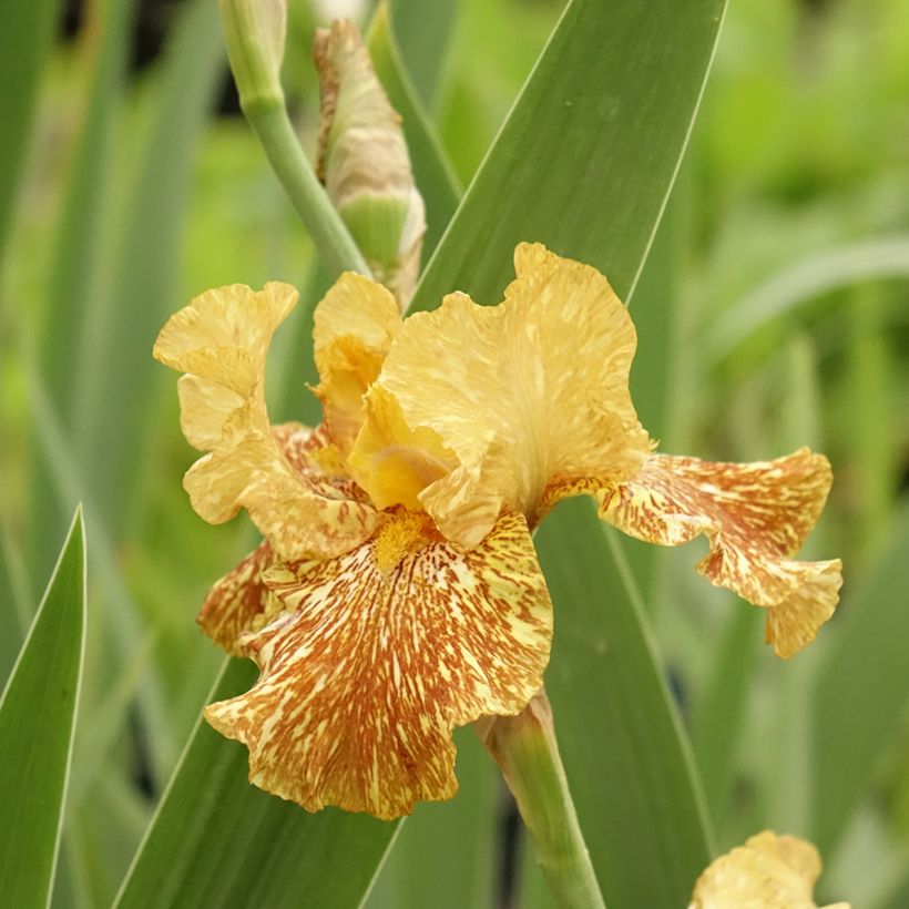 Iris germanica Tiger Honey - Giaggiolo paonazzo (Flowering)