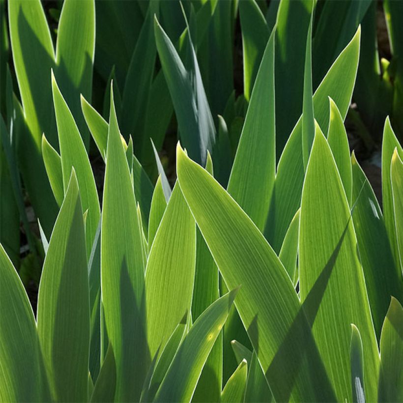 Iris germanica Torero - Giaggiolo paonazzo (Foliage)