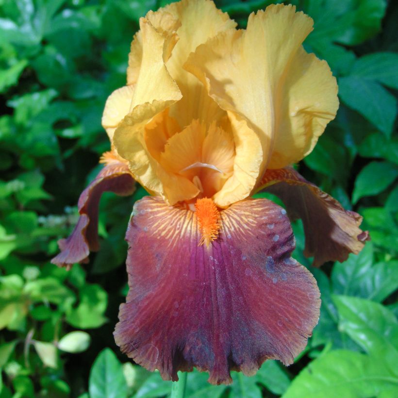 Iris germanica Torero - Giaggiolo paonazzo (Flowering)
