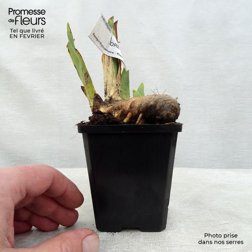 Example of Iris germanica Torero - Giaggiolo paonazzo Vasetto da 8/9 cm as you get in hiver