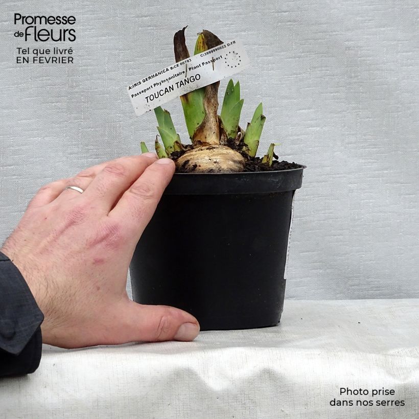 Example of Iris germanica Toucan Tango - Giaggiolo paonazzo Vasetto da 8/9 cm as you get in hiver