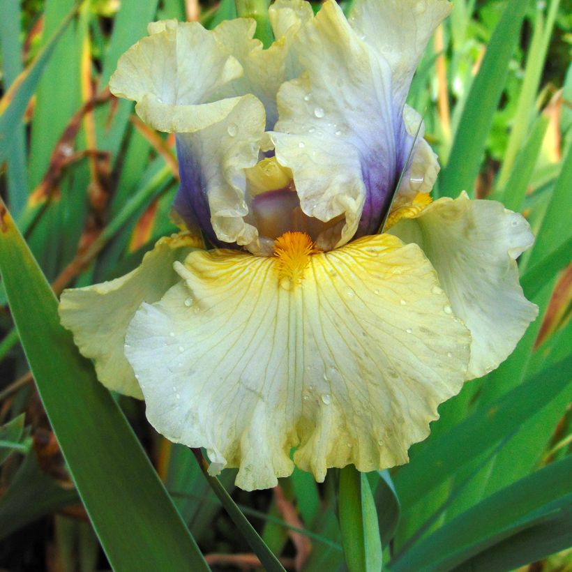 Iris germanica Trade Secret - Giaggiolo paonazzo (Flowering)