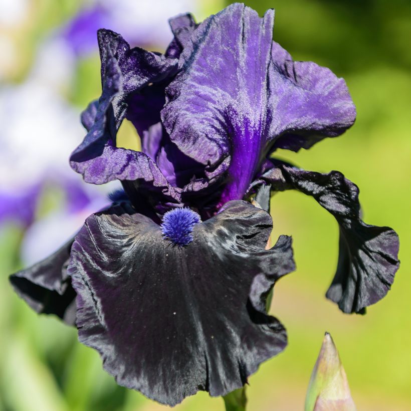 Iris germanica Tuxedo - Giaggiolo paonazzo (Fioritura)