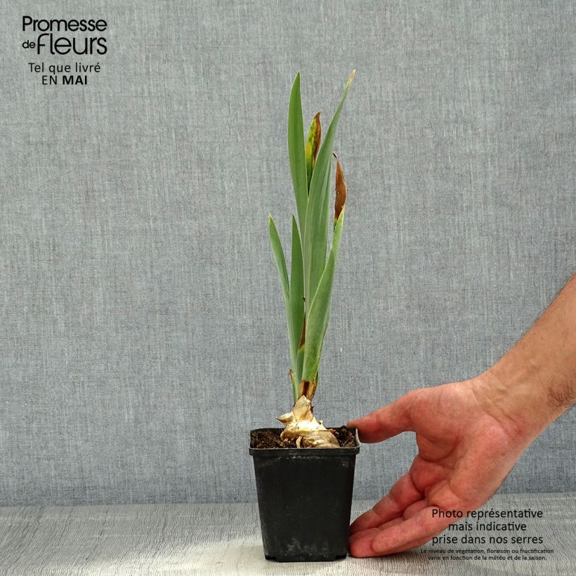 Example of Iris germanica Virgule - Giaggiolo paonazzo Vasetto da 8/9 cm as you get in printemps