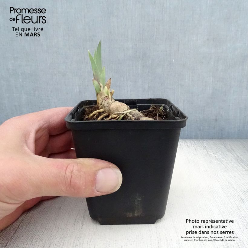 Iris germanica Vitafire - Giaggiolo paonazzo Vasetto da 8/9 cm esemplare consegnato in primavera