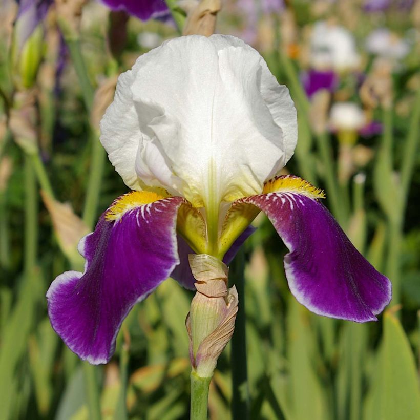 Iris germanica Wabash - Giaggiolo paonazzo (Flowering)