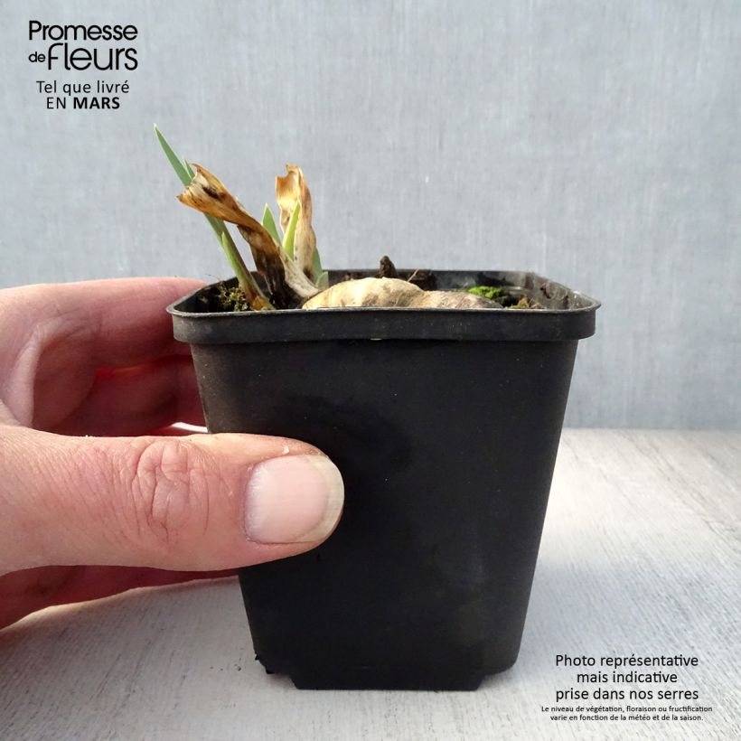 Example of Iris germanica Wabash - Giaggiolo paonazzo Vasetto da 8/9 cm as you get in printemps