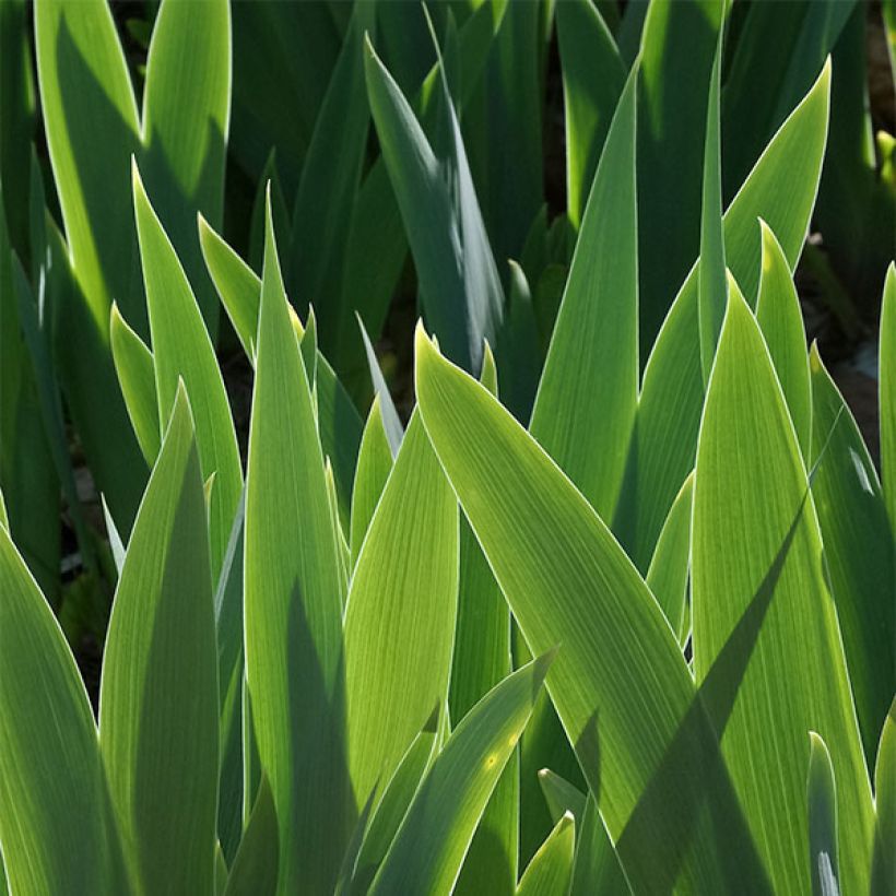 Iris germanica Yaquina Blue - Giaggiolo paonazzo (Foliage)