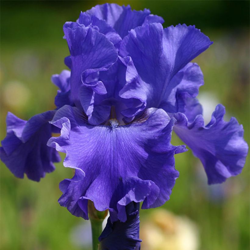 Iris germanica Yaquina Blue - Giaggiolo paonazzo (Flowering)