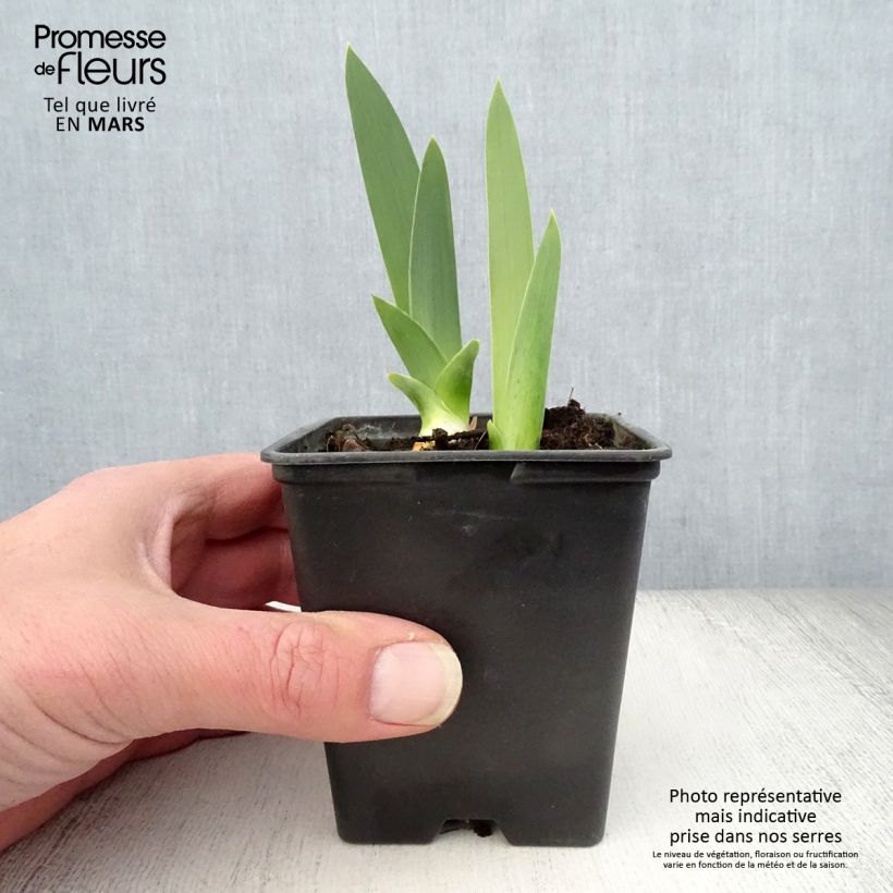 Example of Iris germanica Yaquina Blue - Giaggiolo paonazzo Vasetto da 8/9 cm as you get in printemps