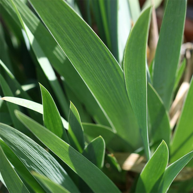 Iris germanica Young Blood - Giaggiolo paonazzo (Foliage)