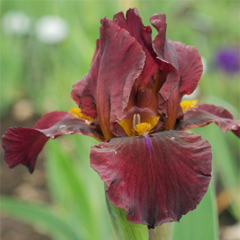 Iris germanica Young Blood - Giaggiolo paonazzo (Flowering)