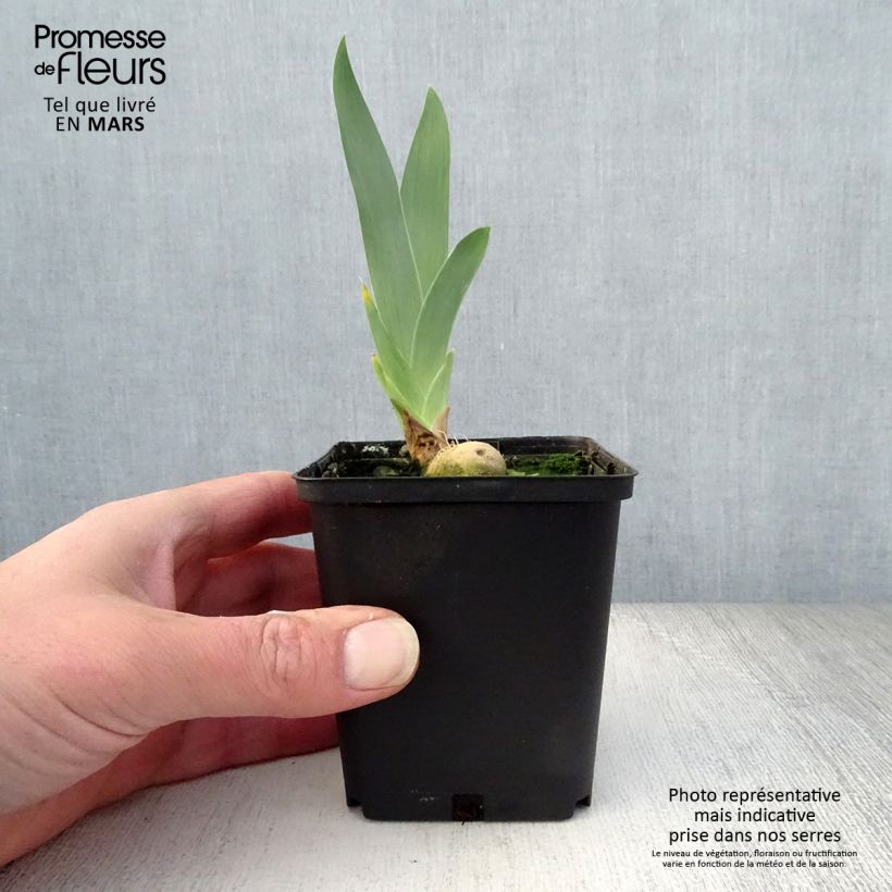 Example of Iris germanica Young Blood - Giaggiolo paonazzo Vasetto da 8/9 cm as you get in printemps