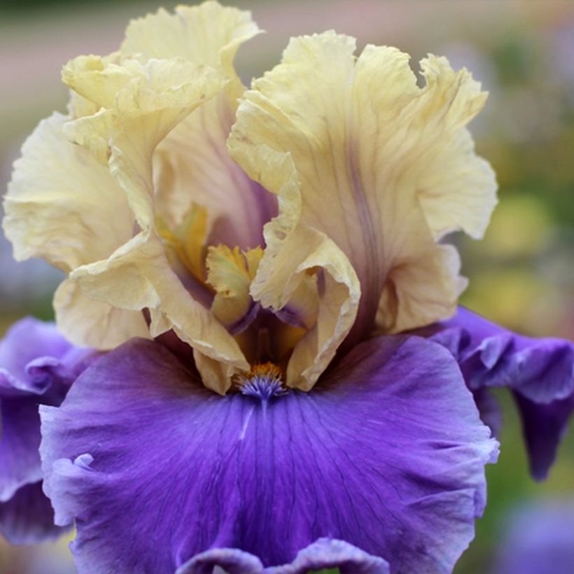 Iris germanica Guernazelle - Giaggiolo paonazzo (Fioritura)