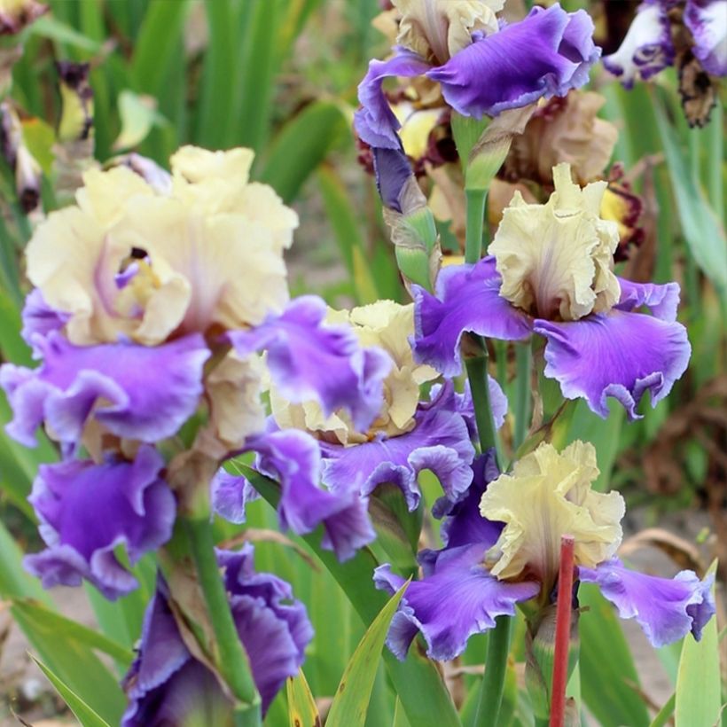 Iris germanica Guernazelle - Giaggiolo paonazzo (Porto)