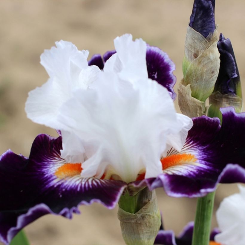 Iris germanica Le Bois Du Vent - Giaggiolo paonazzo (Porto)
