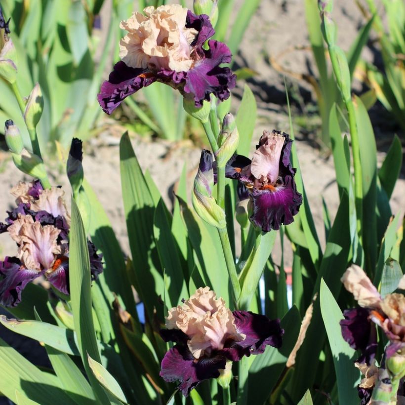 Iris germanica Sacrée Gralée - Giaggiolo paonazzo (Porto)