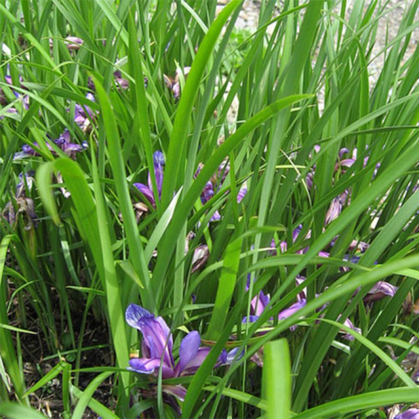 Iris graminea - Giaggiolo susinario (Fogliame)