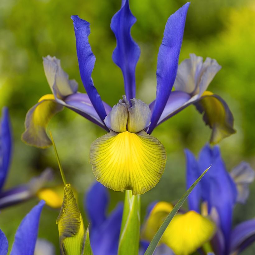 Iris hollandica Miss Saigon - Iris olandesi (Fioritura)