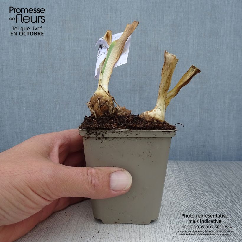 Example of Iris germanica Italiques - Giaggiolo paonazzo Vasetto da 8/9 cm as you get in automne