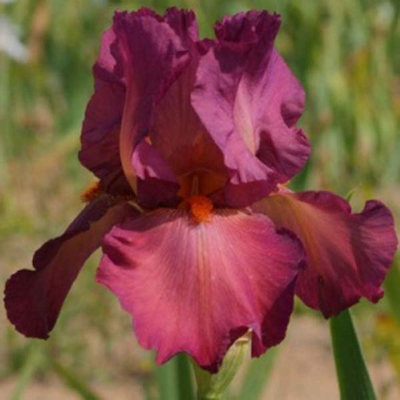 Iris germanica Lady Friend - Giaggiolo paonazzo (Flowering)