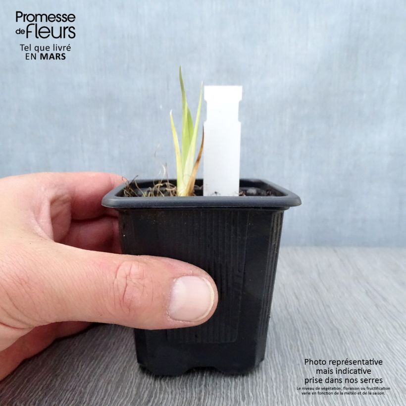 Iris laevigata - Iris giapponese Vasetto da 8/9 cm esemplare consegnato in primavera