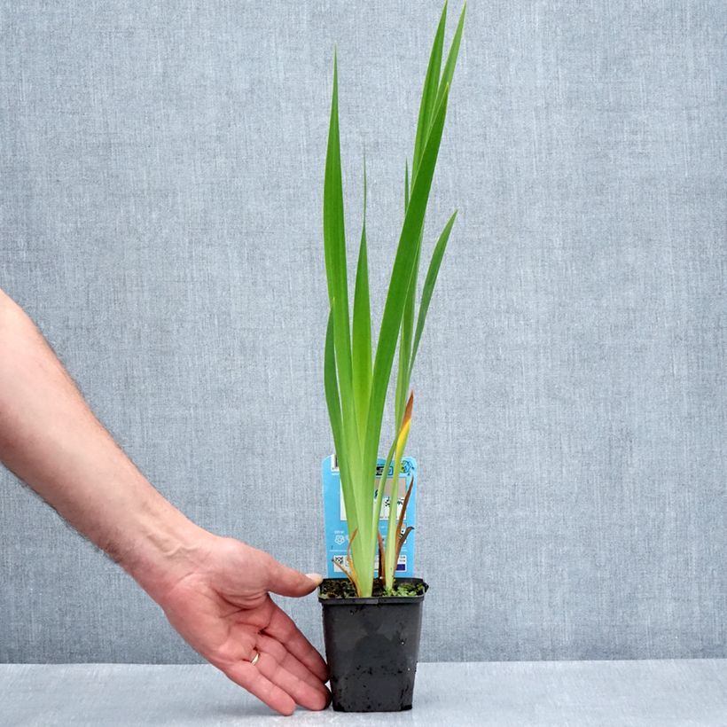 Iris laevigata Mottled Beauty - Iris giapponese Vasetto da 8/9 cm esemplare consegnato in primavera