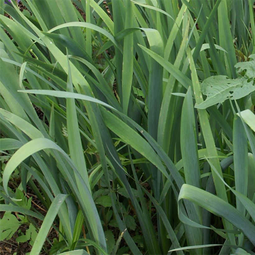 Iris louisiana Gulf Shore - Giaggiolo (Fogliame)