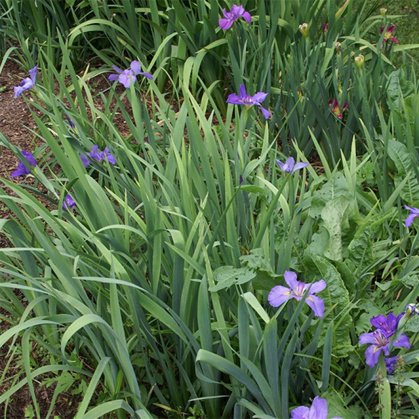 Iris louisiana Gulf Shore - Giaggiolo (Porto)