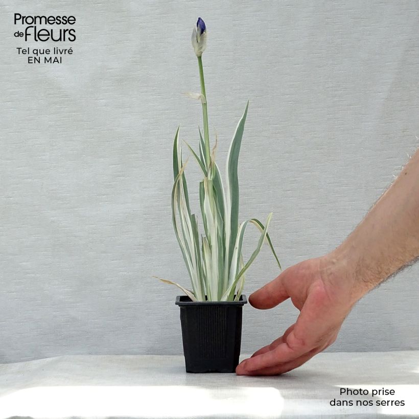 Example of Iris pallida Variegata - Giaggiolo pallido Vasetto da 8/9 cm as you get in printemps