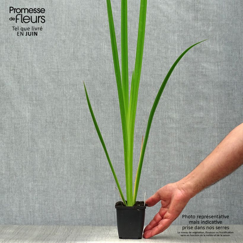 Esemplare di Giaggiolo acquatico - Iris pseudacorus Vasetto da 8/9 cm consegnato in estate