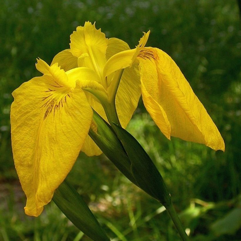 Iris pseudacorus Variegata - Giaggiolo acquatico (Fioritura)