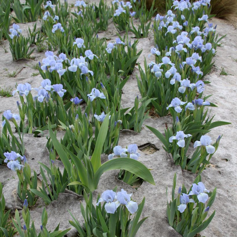 Iris pumila Azurea - Giaggiolo (Porto)