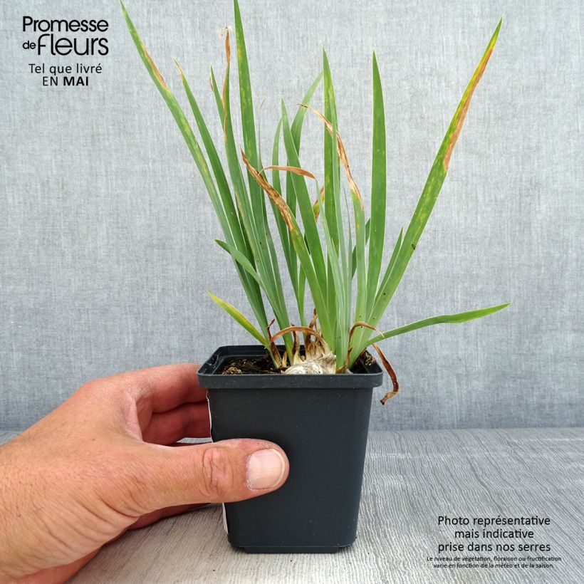 Example of Iris pumila Brassie - Giaggiolo Vasetto da 8/9 cm as you get in printemps