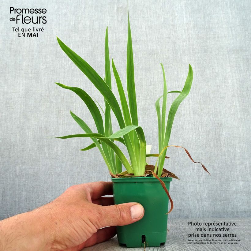 Example of Iris pumila Yellow - Giaggiolo Vasetto da 8/9 cm as you get in printemps