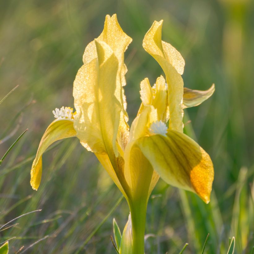 Iris pumila Yellow - Giaggiolo (Flowering)