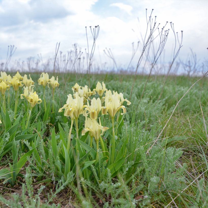 Iris pumila Yellow - Giaggiolo (Plant habit)