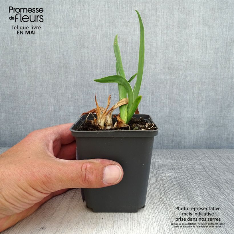 Example of Iris pumila LA Ballet - Giaggiolo Vasetto da 8/9 cm as you get in printemps