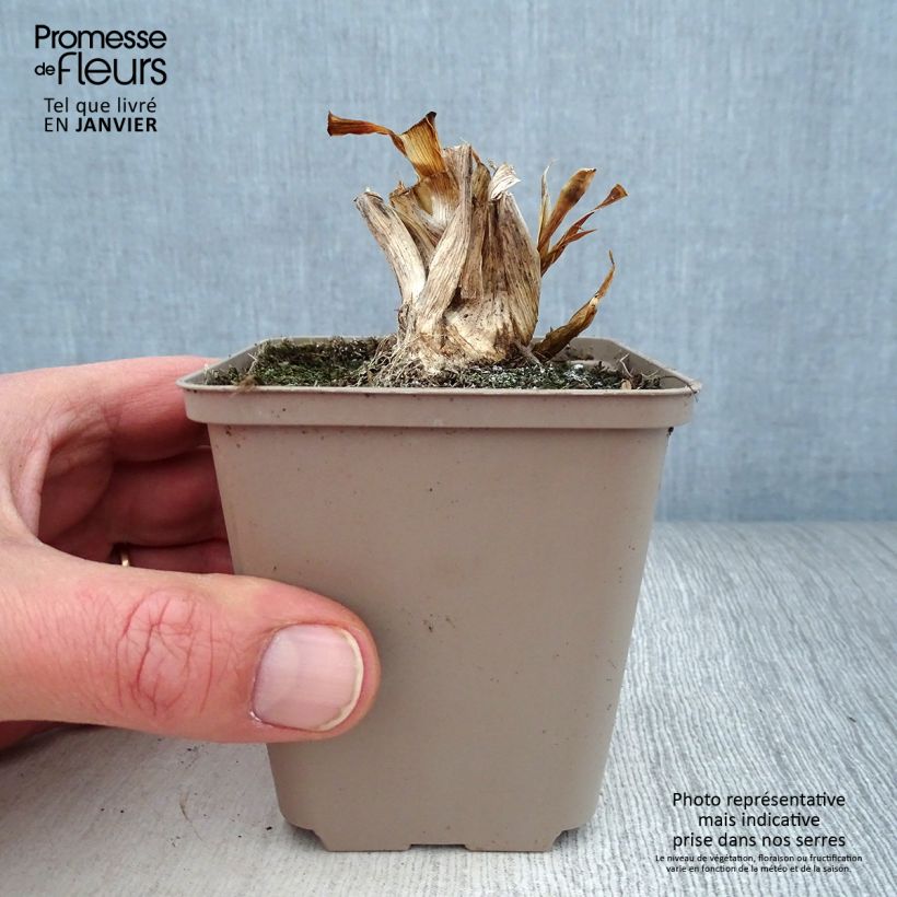 Iris pumila Smell The Roses - Giaggiolo Vasetto da 8/9 cm esemplare consegnato in inverno