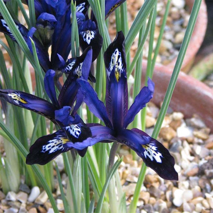 Iris reticulata Blue Note - Giaggiolo (Flowering)
