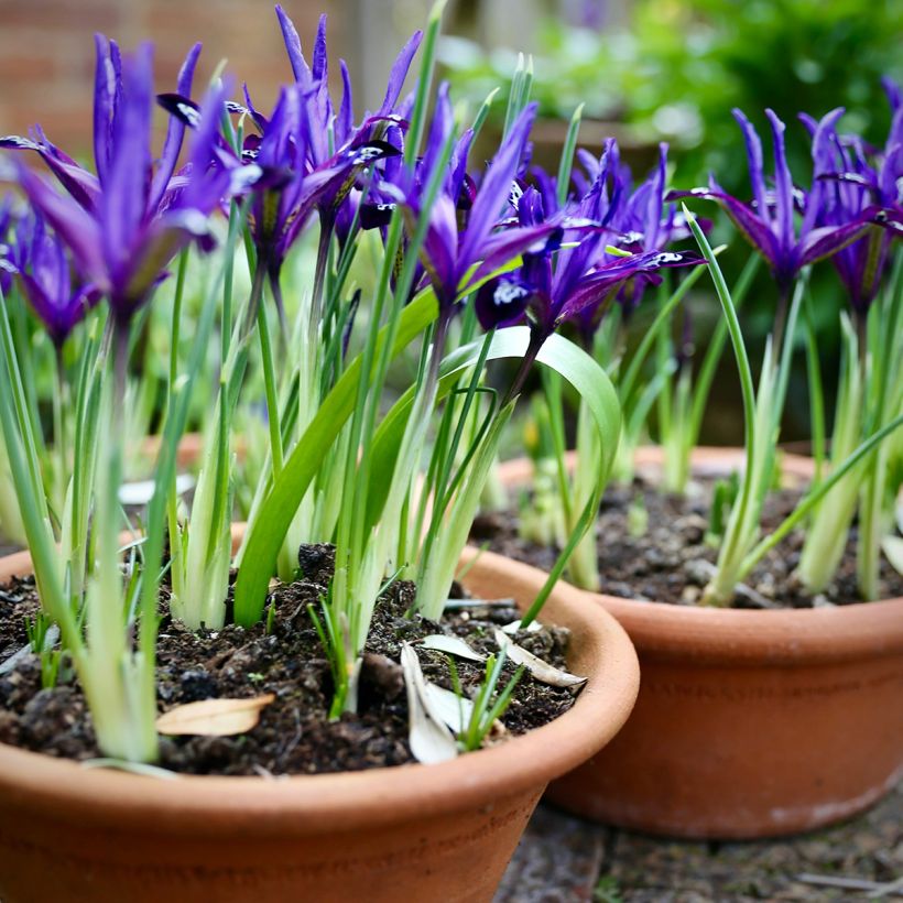 Iris reticulata Blue Note - Giaggiolo (Plant habit)