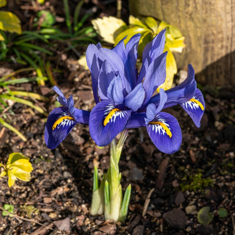 Iris reticulata Harmony - Giaggiolo (Plant habit)