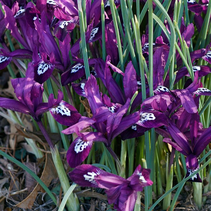 Iris reticulata Pauline - Giaggiolo (Porto)